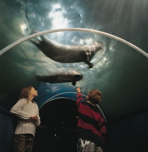 I tunnel subacquei per l'osservazione della fauna marittima